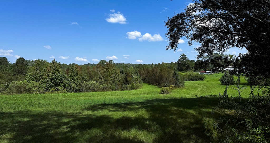 County Rd 53, Clio, Alabama image 8