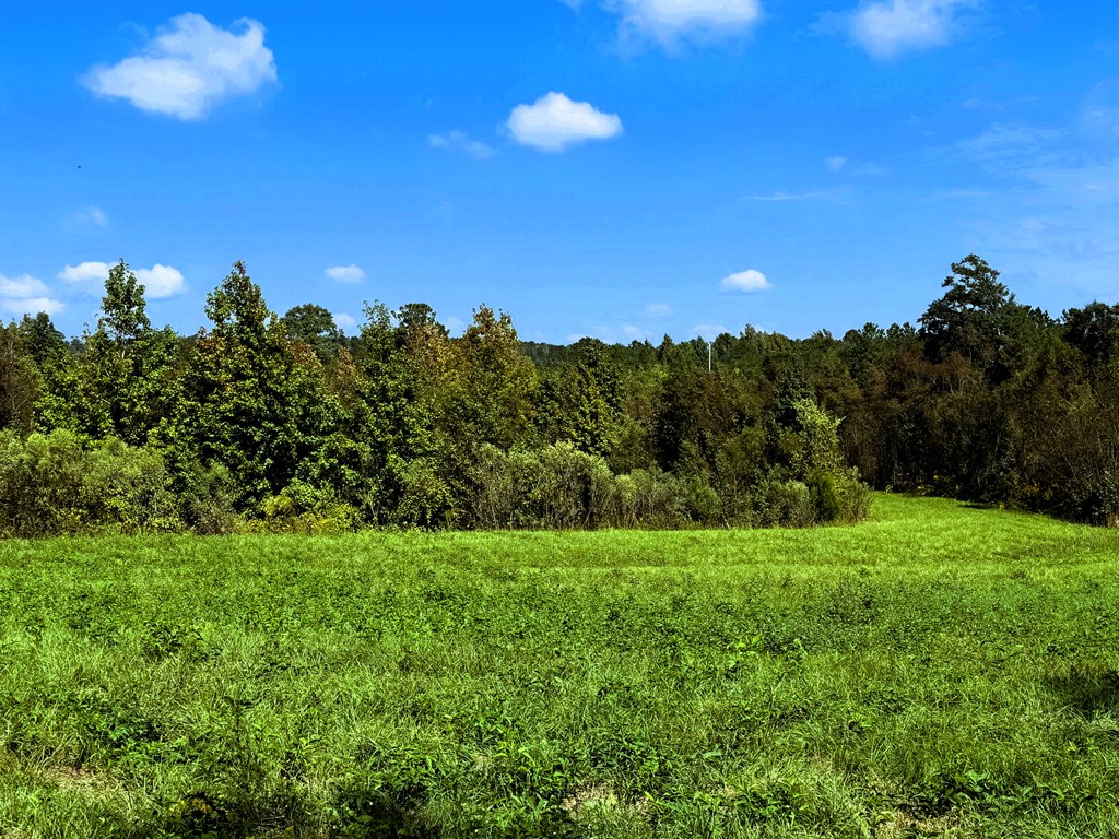 County Rd 53, Clio, Alabama image 7