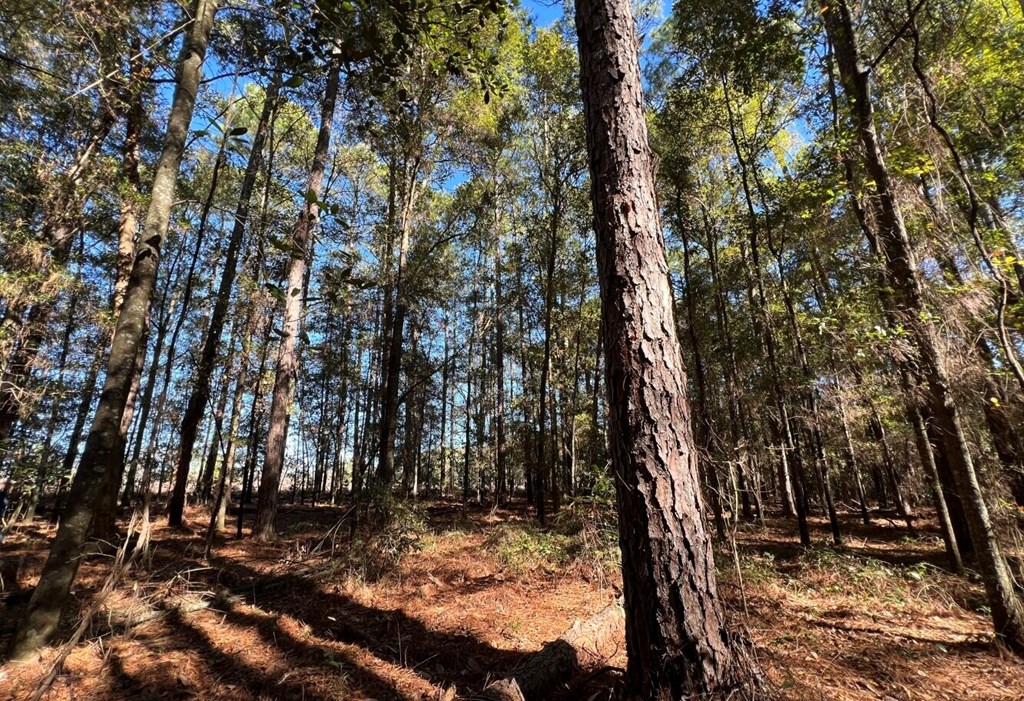 County Road 33, Headland, Alabama image 17