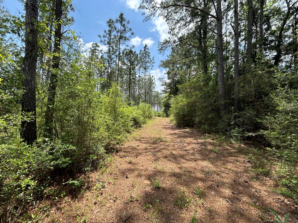 10907 (44+-ac) Cty Rd 41, Hartford, Alabama image 48