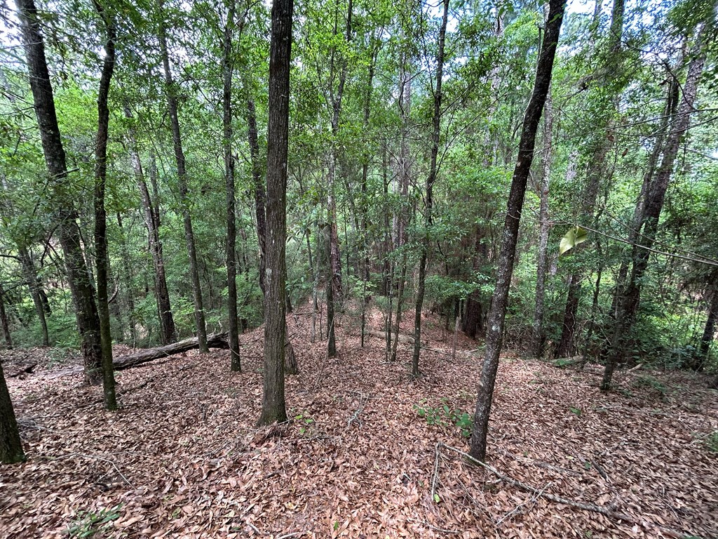 10907 (44+-ac) Cty Rd 41, Hartford, Alabama image 43