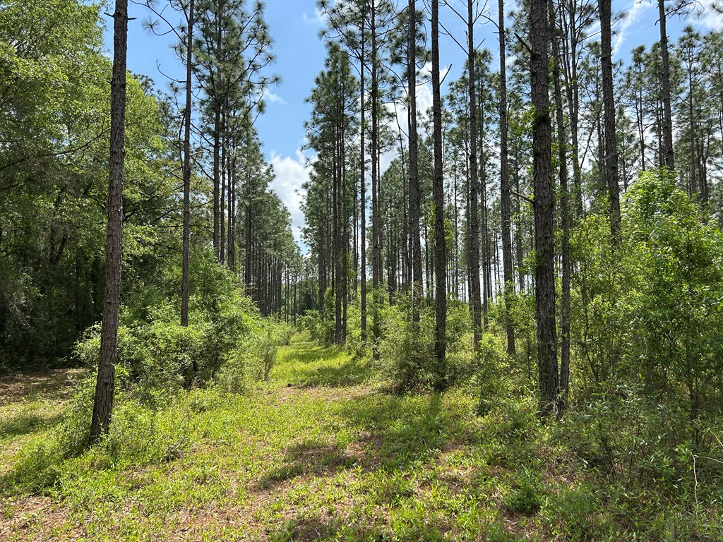 10907 (44+-ac) Cty Rd 41, Hartford, Alabama image 46