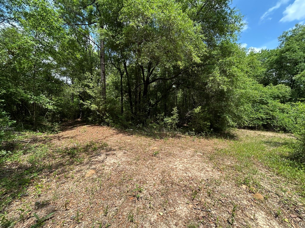10907 (44+-ac) Cty Rd 41, Hartford, Alabama image 47