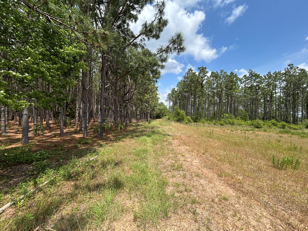 10907 (44+-ac) Cty Rd 41, Hartford, Alabama image 50