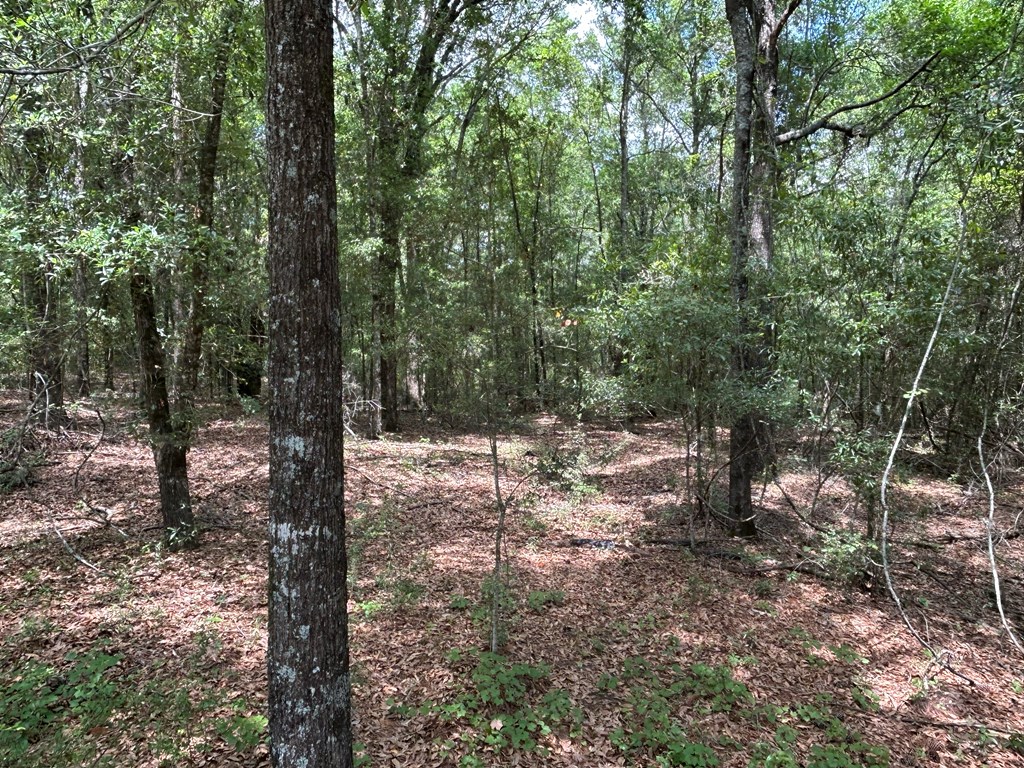 10907 (44+-ac) Cty Rd 41, Hartford, Alabama image 45