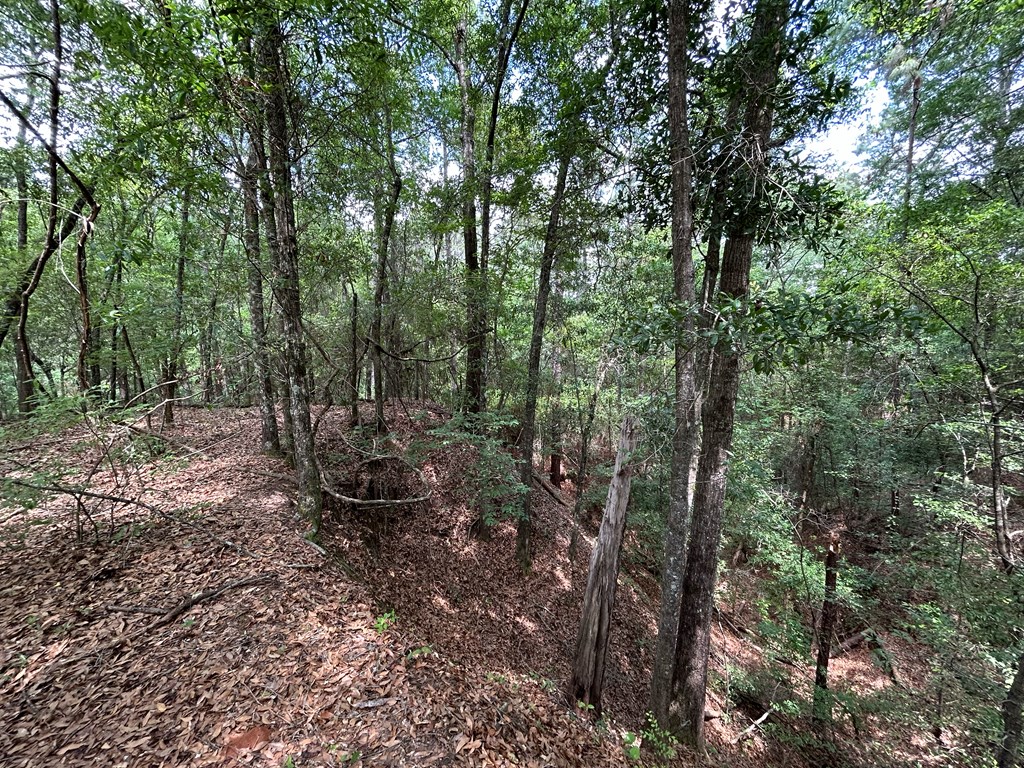 10907 (44+-ac) Cty Rd 41, Hartford, Alabama image 42