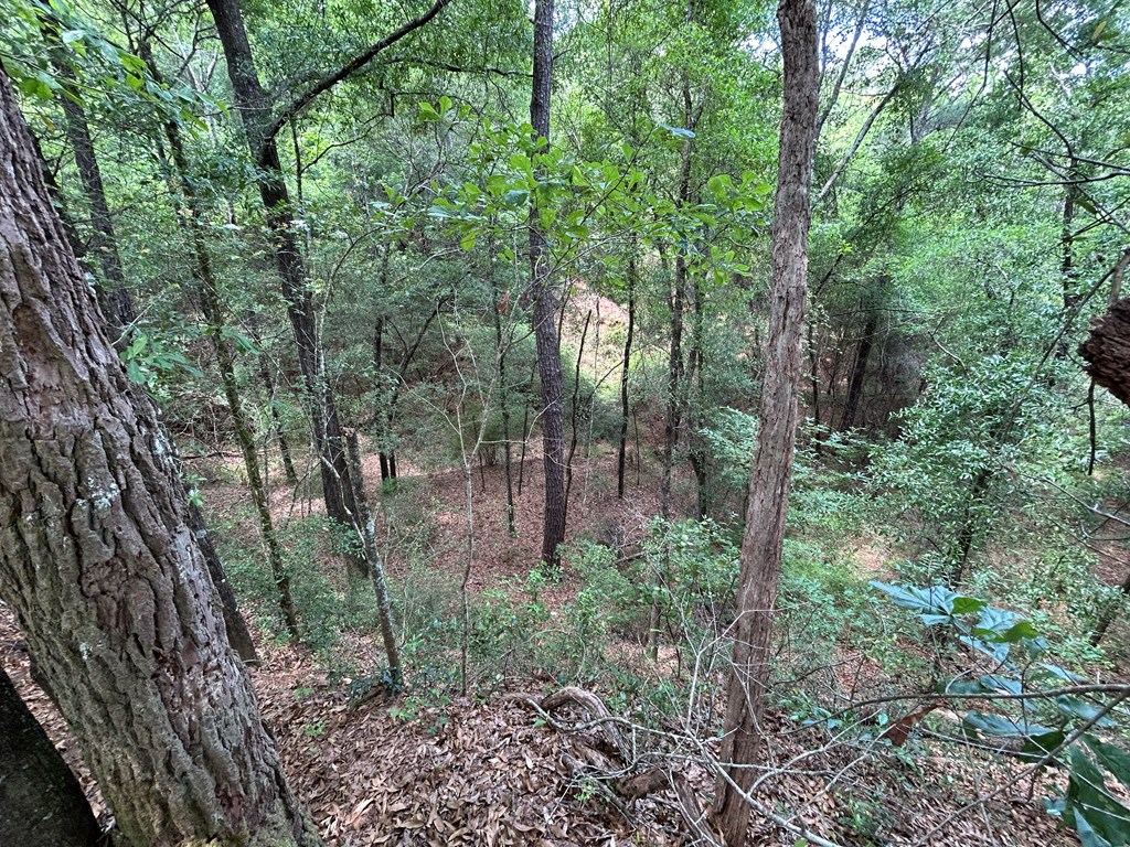 10907 (44+-ac) Cty Rd 41, Hartford, Alabama image 41