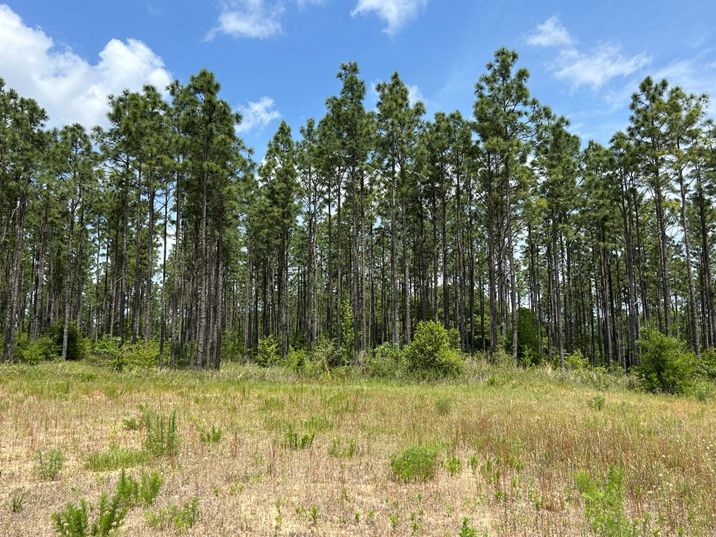 10907 (44+-ac) Cty Rd 41, Hartford, Alabama image 35