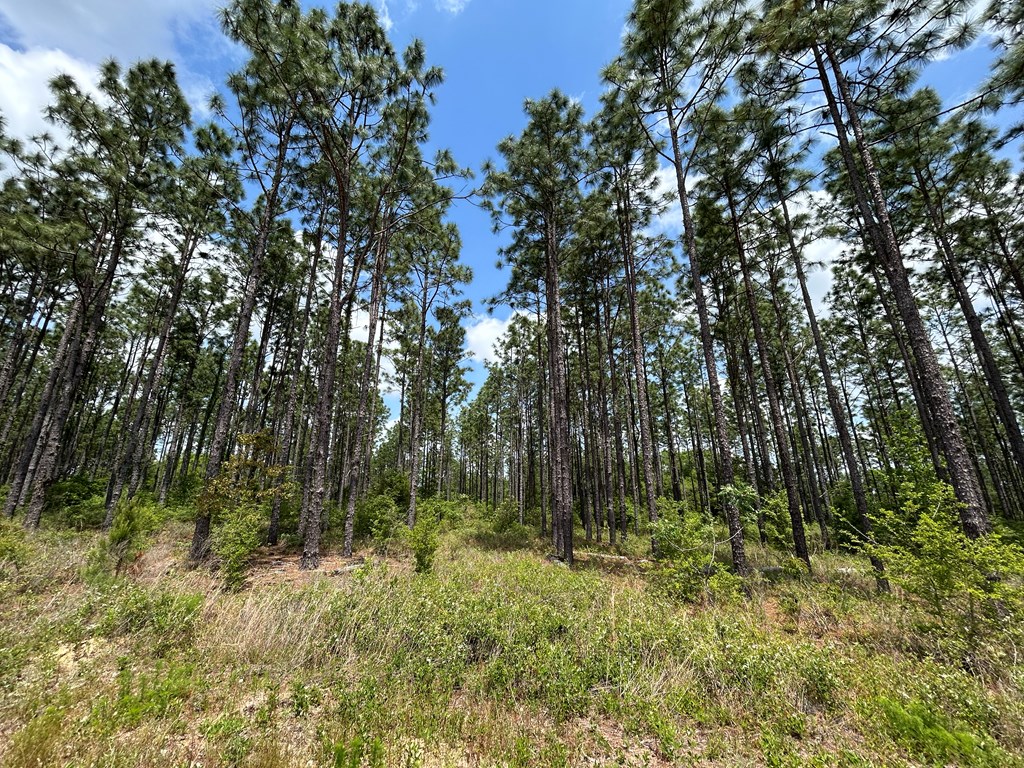 10907 (44+-ac) Cty Rd 41, Hartford, Alabama image 36