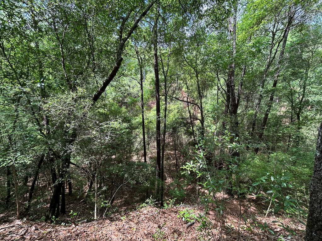 10907 (44+-ac) Cty Rd 41, Hartford, Alabama image 44