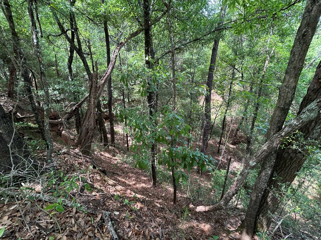 10907 (44+-ac) Cty Rd 41, Hartford, Alabama image 39