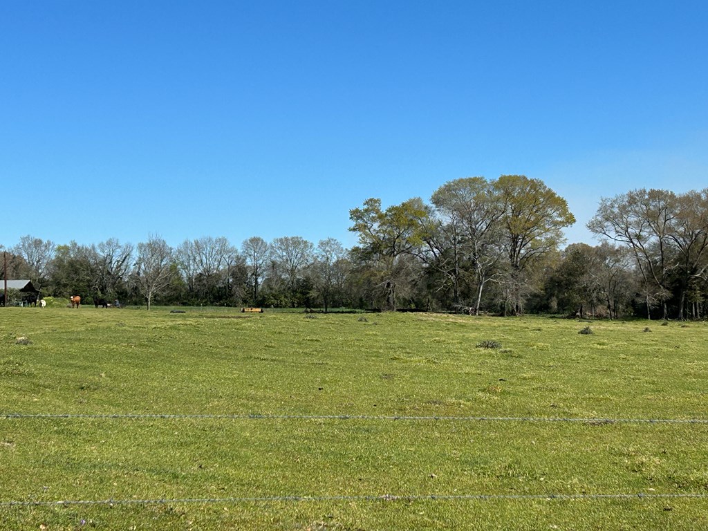 16.6+-ac Dale Cty Rd 530, Midland City, Alabama image 18