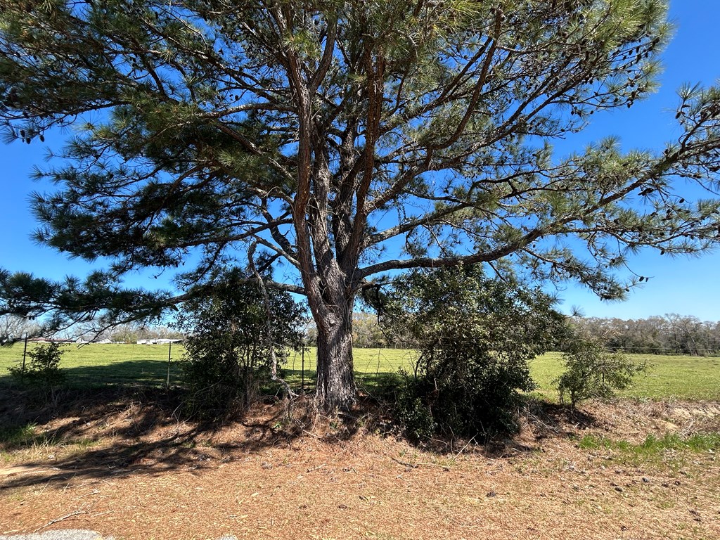 16.6+-ac Dale Cty Rd 530, Midland City, Alabama image 19