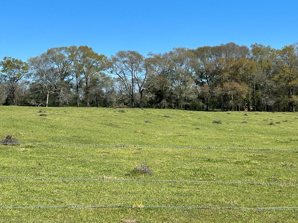 16.6+-ac Dale Cty Rd 530, Midland City, Alabama image 17