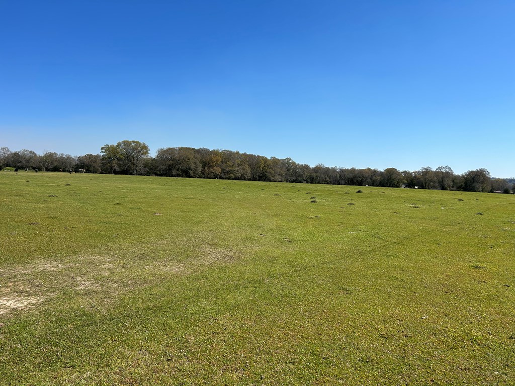 16.6+-ac Dale Cty Rd 530, Midland City, Alabama image 7