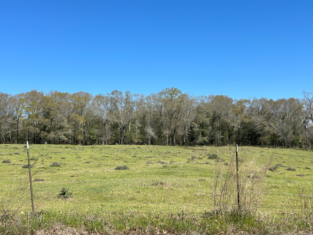 16.6+-ac Dale Cty Rd 530, Midland City, Alabama image 21