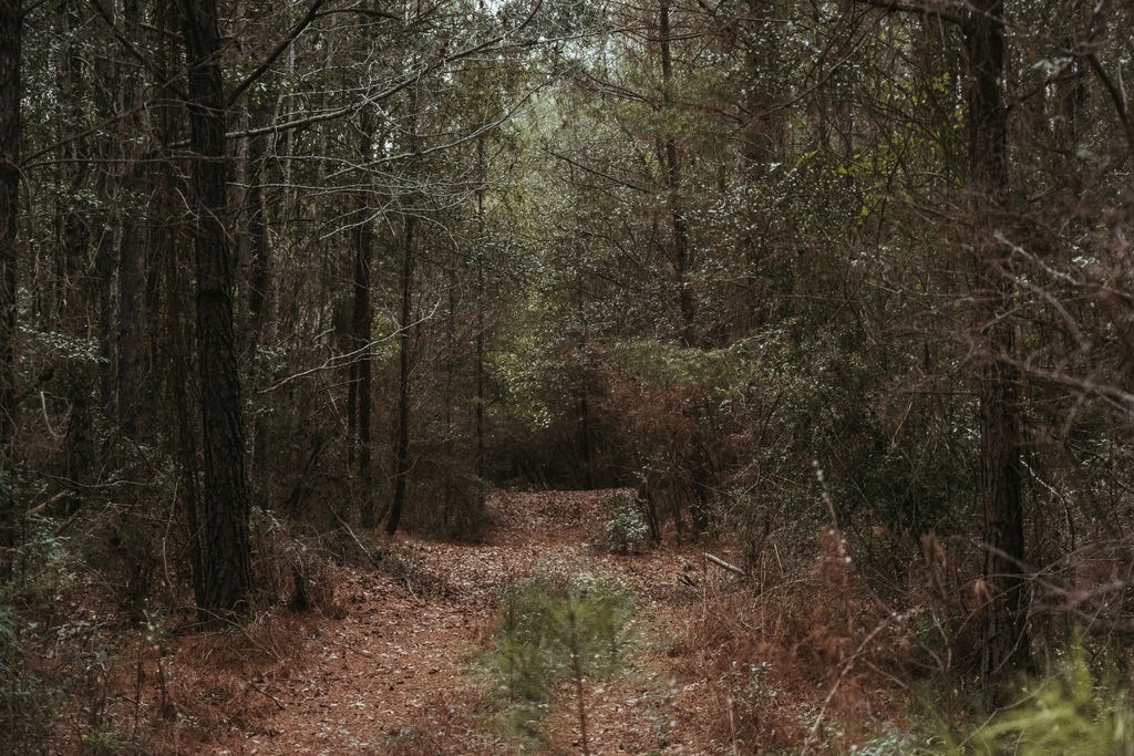 County Road 700, Enterprise, Alabama image 12