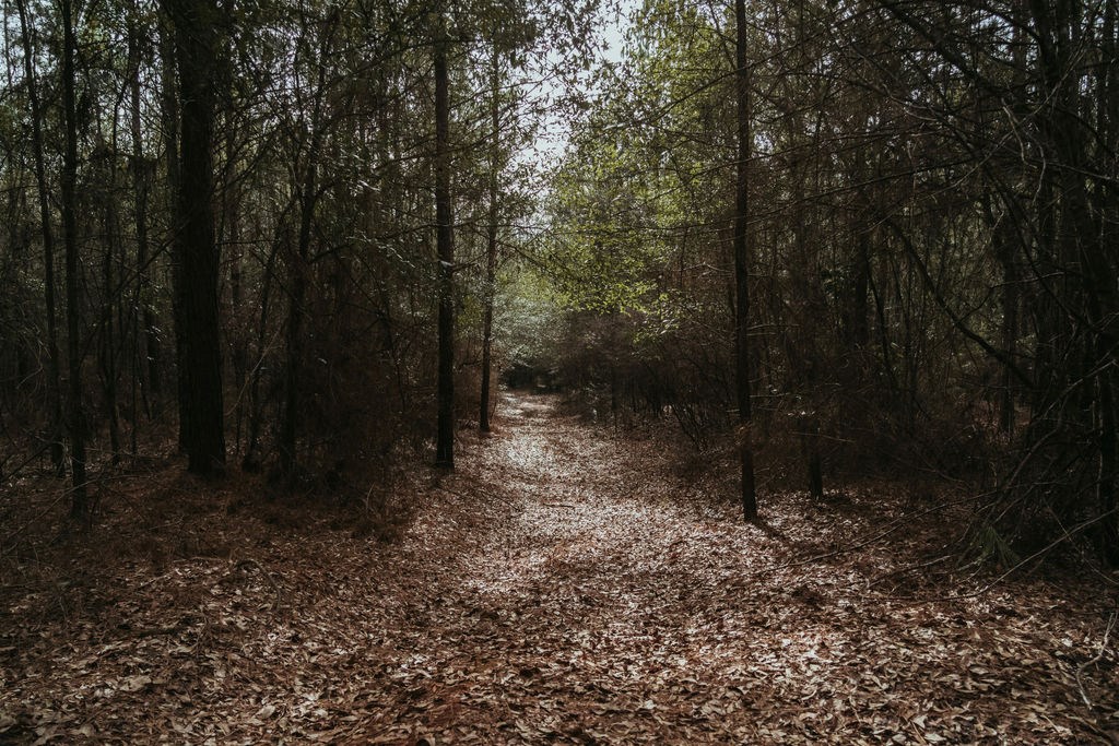 County Road 700, Enterprise, Alabama image 11