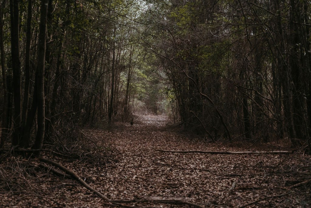 County Road 700, Enterprise, Alabama image 17