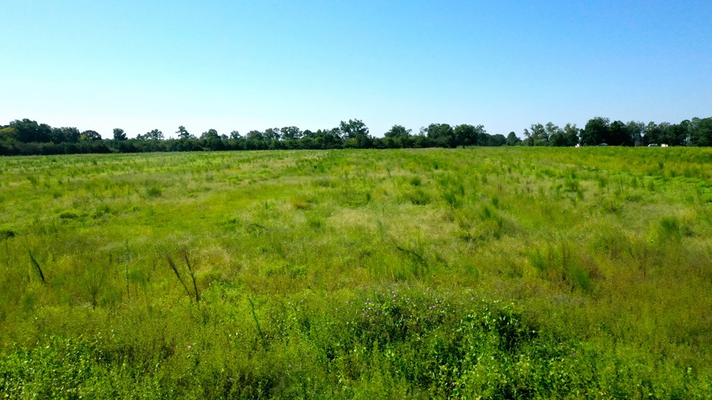 County Rd 19, Headland, Alabama image 8