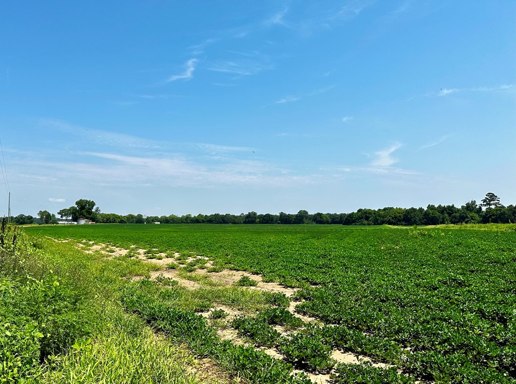 18.33 Acres Burdeshaw Road, Headland, Alabama image 7