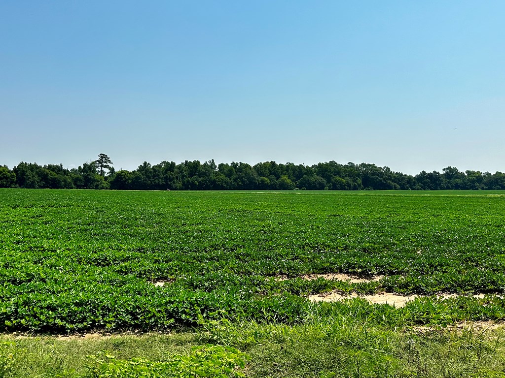 18.33 Acres Burdeshaw Road, Headland, Alabama image 6