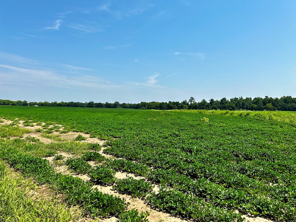 18.33 Acres Burdeshaw Road, Headland, Alabama image 8