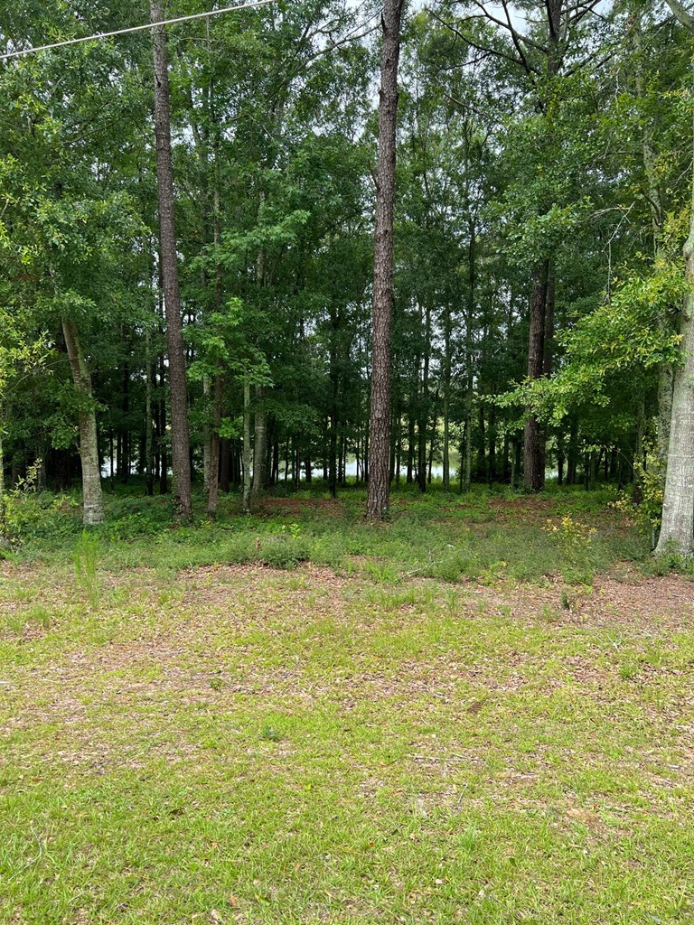 0.77 Ac Private Road 1601, Chancellor, Alabama image 2