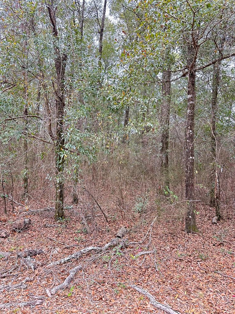 Ball Lane, Brewton, Alabama image 1