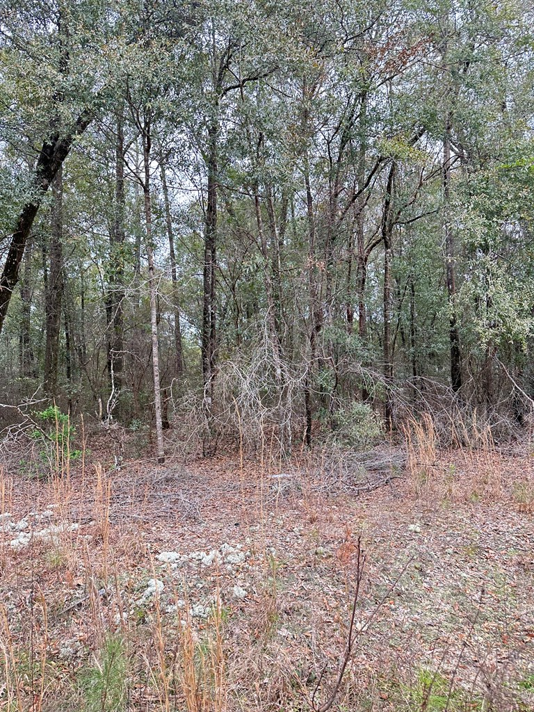 Ball Lane, Brewton, Alabama image 2