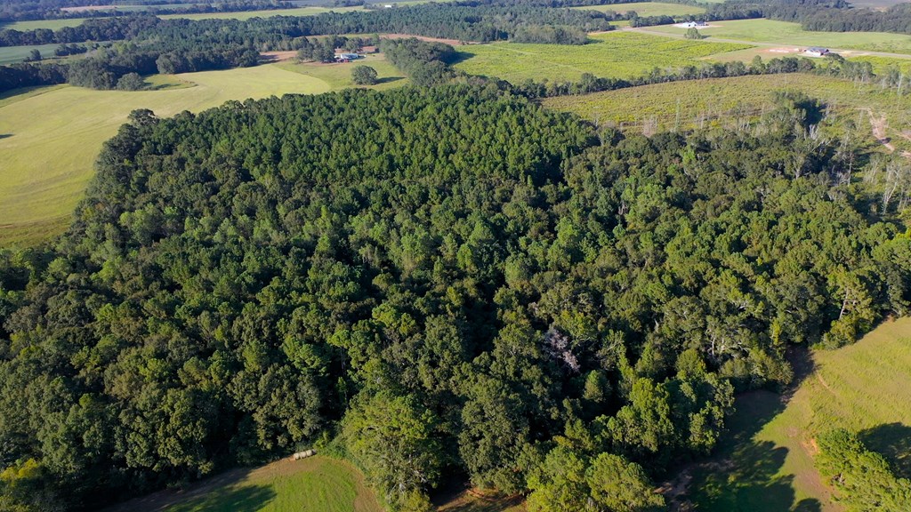 Lot 5 Blk B County Road 625, New Brockton, Alabama image 3
