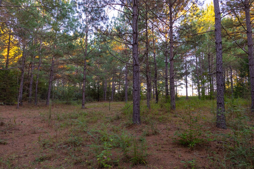 25 Acres Coe Road, Hartford, Alabama image 23