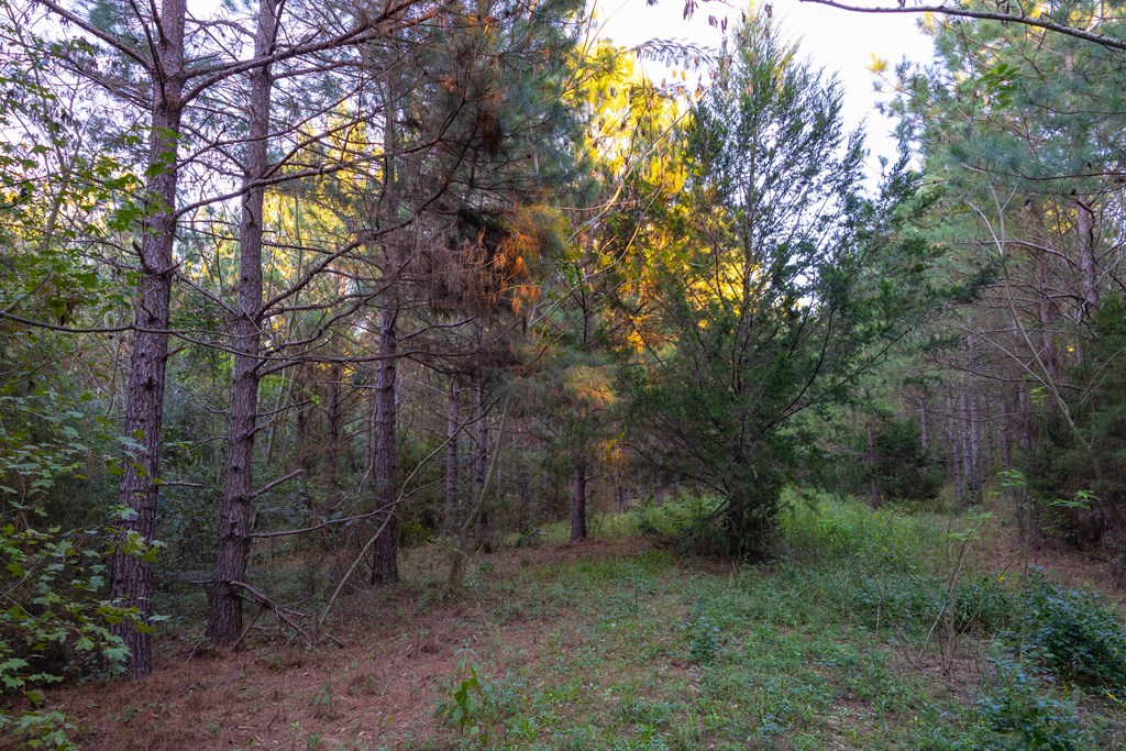 25 Acres Coe Road, Hartford, Alabama image 18