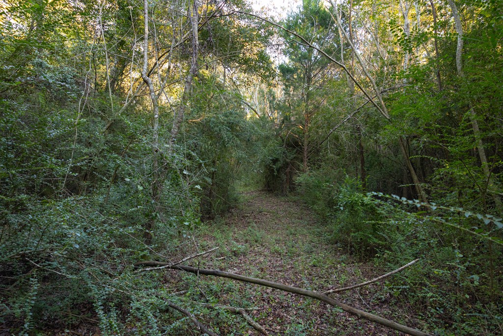 25 Acres Coe Road, Hartford, Alabama image 9