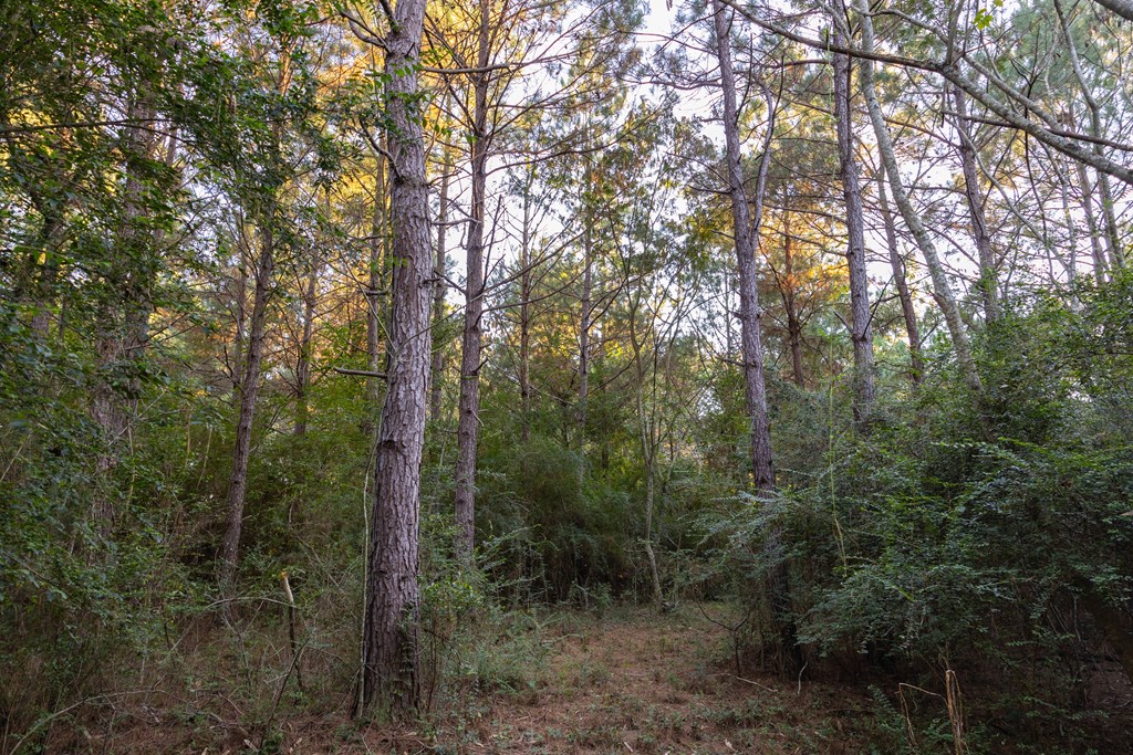 25 Acres Coe Road, Hartford, Alabama image 10