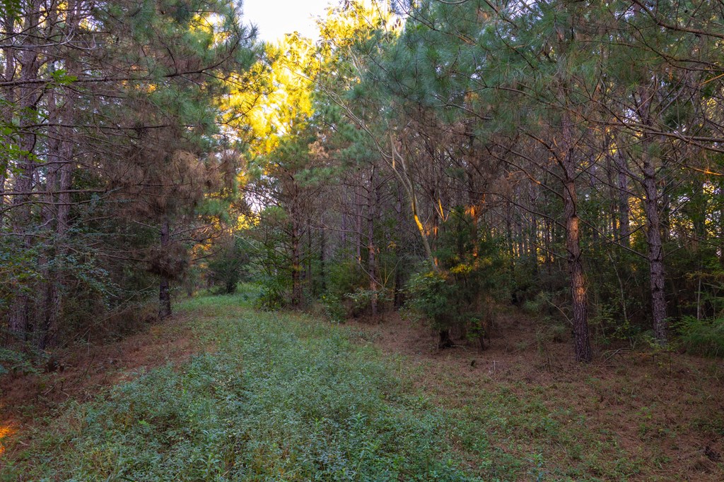 25 Acres Coe Road, Hartford, Alabama image 6