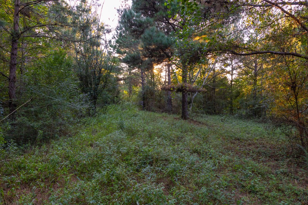 25 Acres Coe Road, Hartford, Alabama image 24