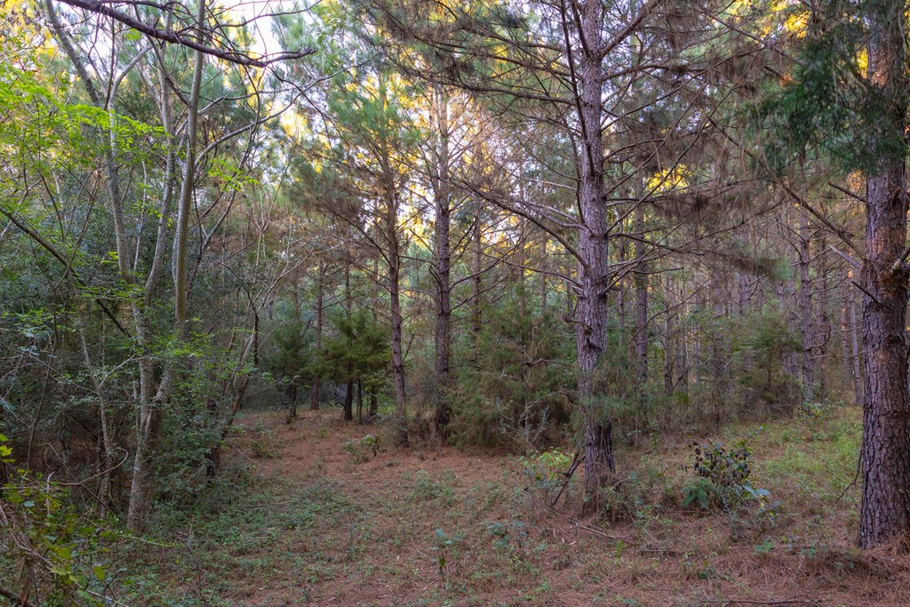 25 Acres Coe Road, Hartford, Alabama image 20