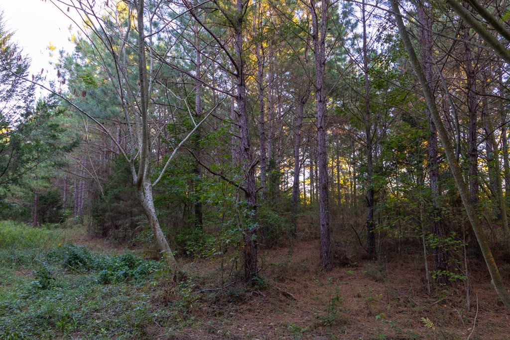 25 Acres Coe Road, Hartford, Alabama image 16