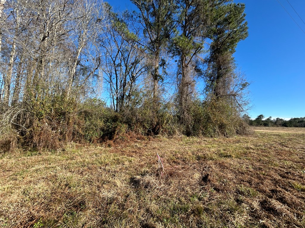 10.779 +-ac Lot 12, Willie Varnum Rd/d Hodge Rd, Cottonwood, Alabama image 10