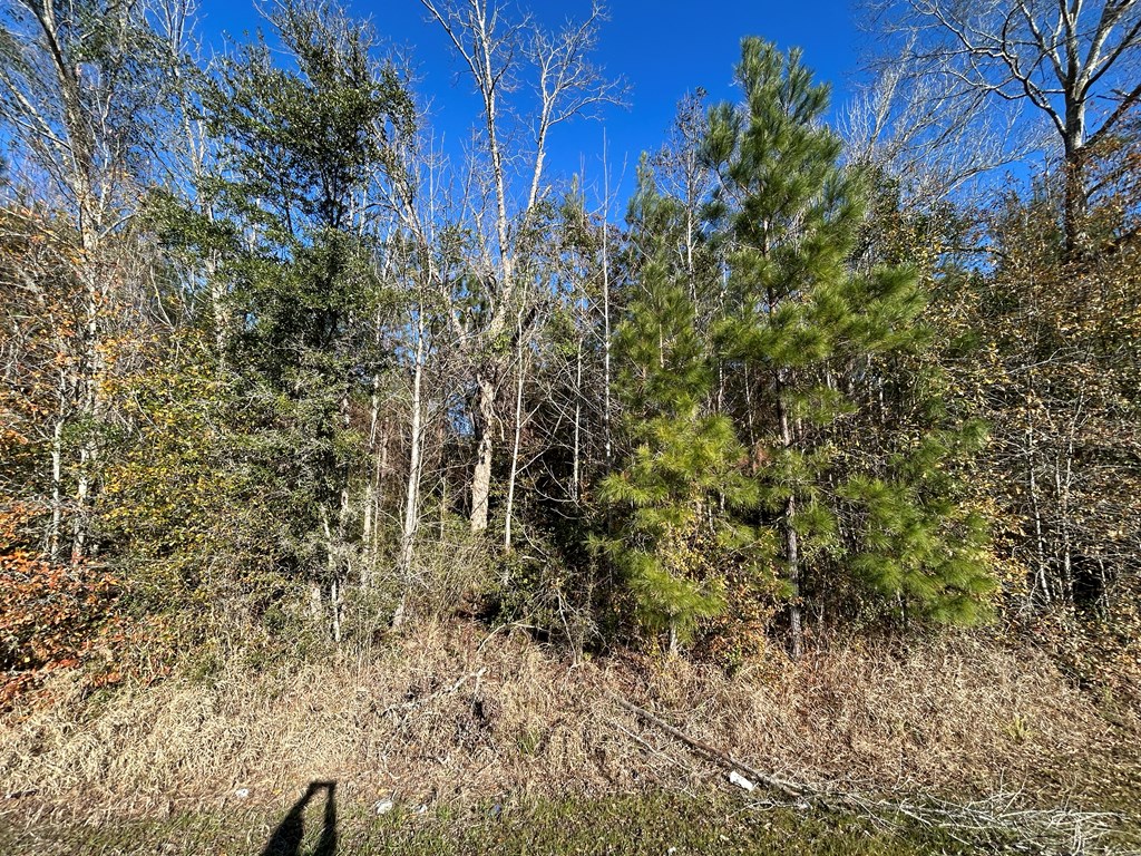 10.779 +-ac Lot 12, Willie Varnum Rd/d Hodge Rd, Cottonwood, Alabama image 19