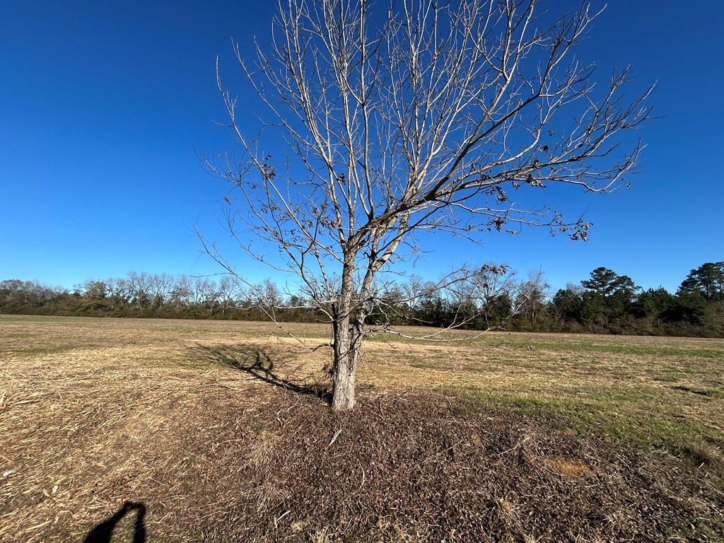 10.779 +-ac Lot 12, Willie Varnum Rd/d Hodge Rd, Cottonwood, Alabama image 15