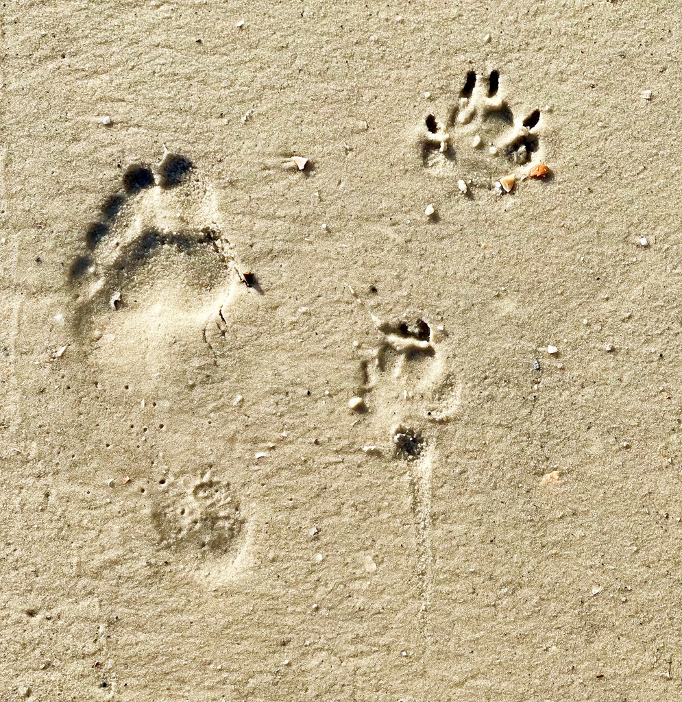 Port St. Joe, Florida, 32456, United States, 3 Bedrooms Bedrooms, ,4 BathroomsBathrooms,Residential,Active,1952399