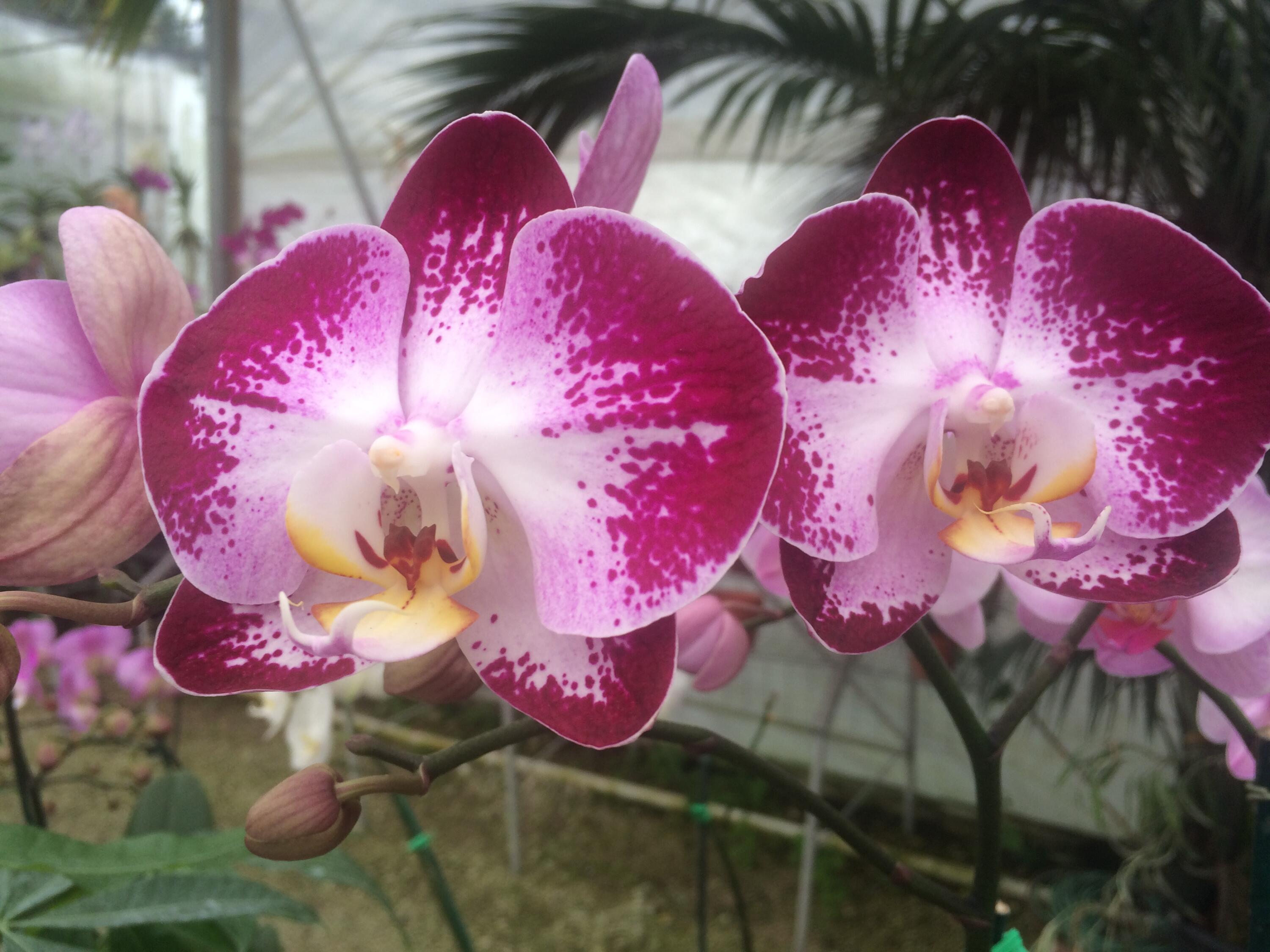 Marco Island, Florida 34145, United States, 2 Bedrooms Bedrooms, ,2 BathroomsBathrooms,Residential,Active,4631