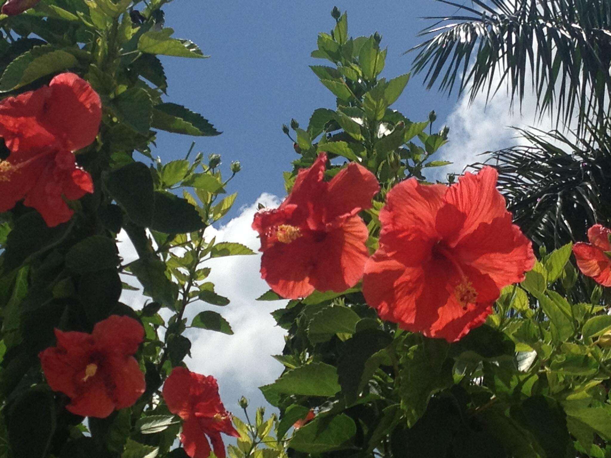 Marco Island, Florida 34145, United States, 2 Bedrooms Bedrooms, ,2 BathroomsBathrooms,Residential,Active,53650