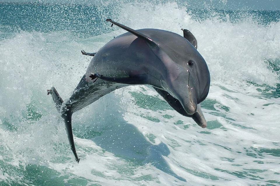 Marco Island, Florida 34145, United States, 2 Bedrooms Bedrooms, ,2 BathroomsBathrooms,Residential,Active,10059