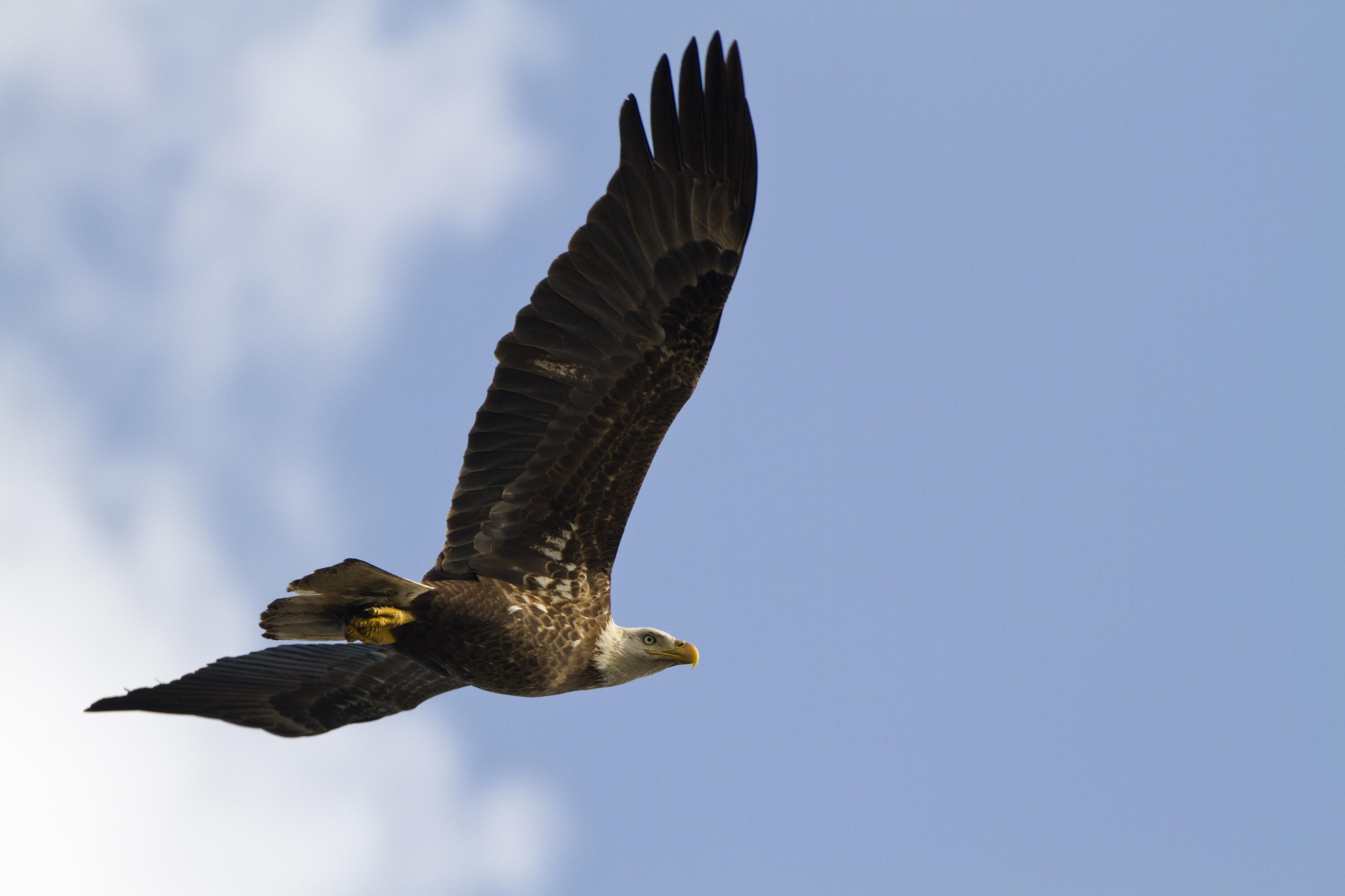 Marco Island, Florida 34145, United States, 2 Bedrooms Bedrooms, ,2 BathroomsBathrooms,Residential,Active,159101