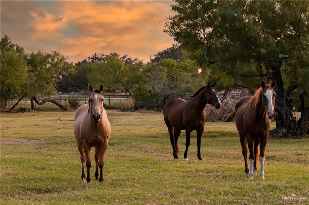 5830 Westminster Avenue, Mission, Texas image 4