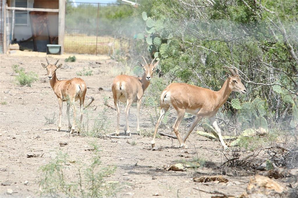 NE Loma Blanca Road, Roma, Texas image 4