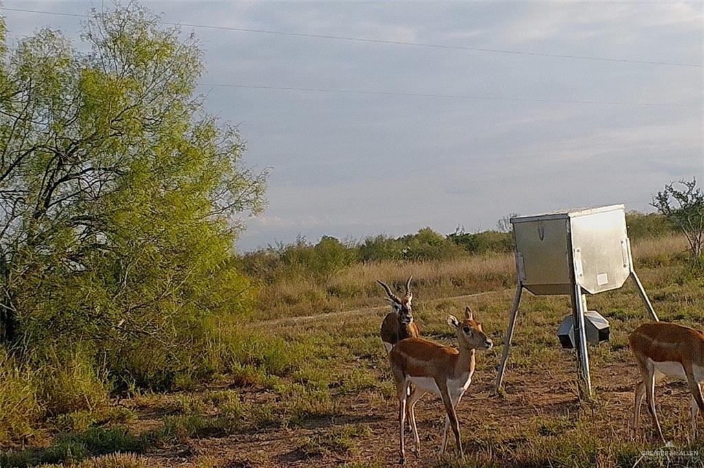 NE Loma Blanca Road, Roma, Texas image 20